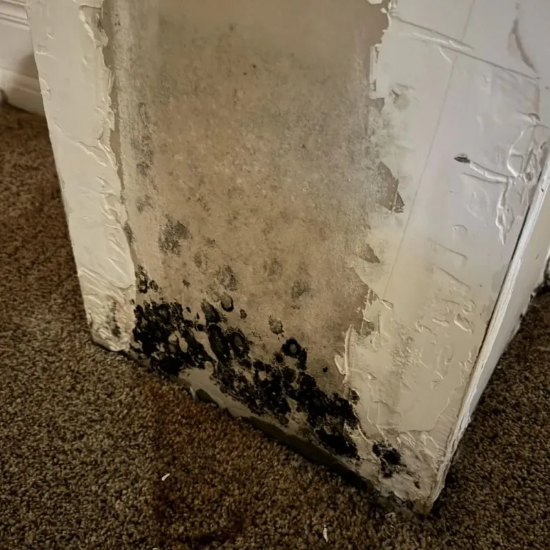 Professional Mold Removal in Griffin, GA